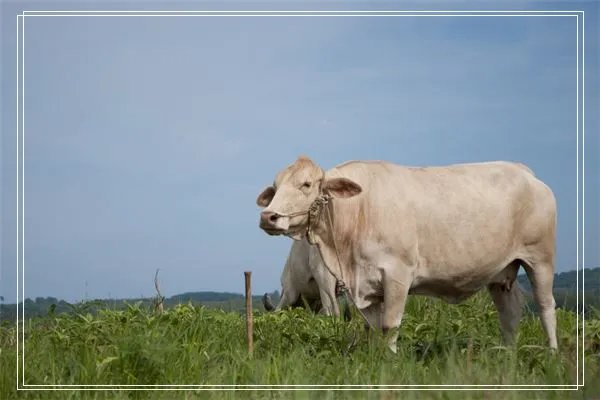 梦见女儿未婚生子