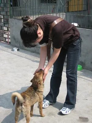 成都市爱之家小动物救助站的简介