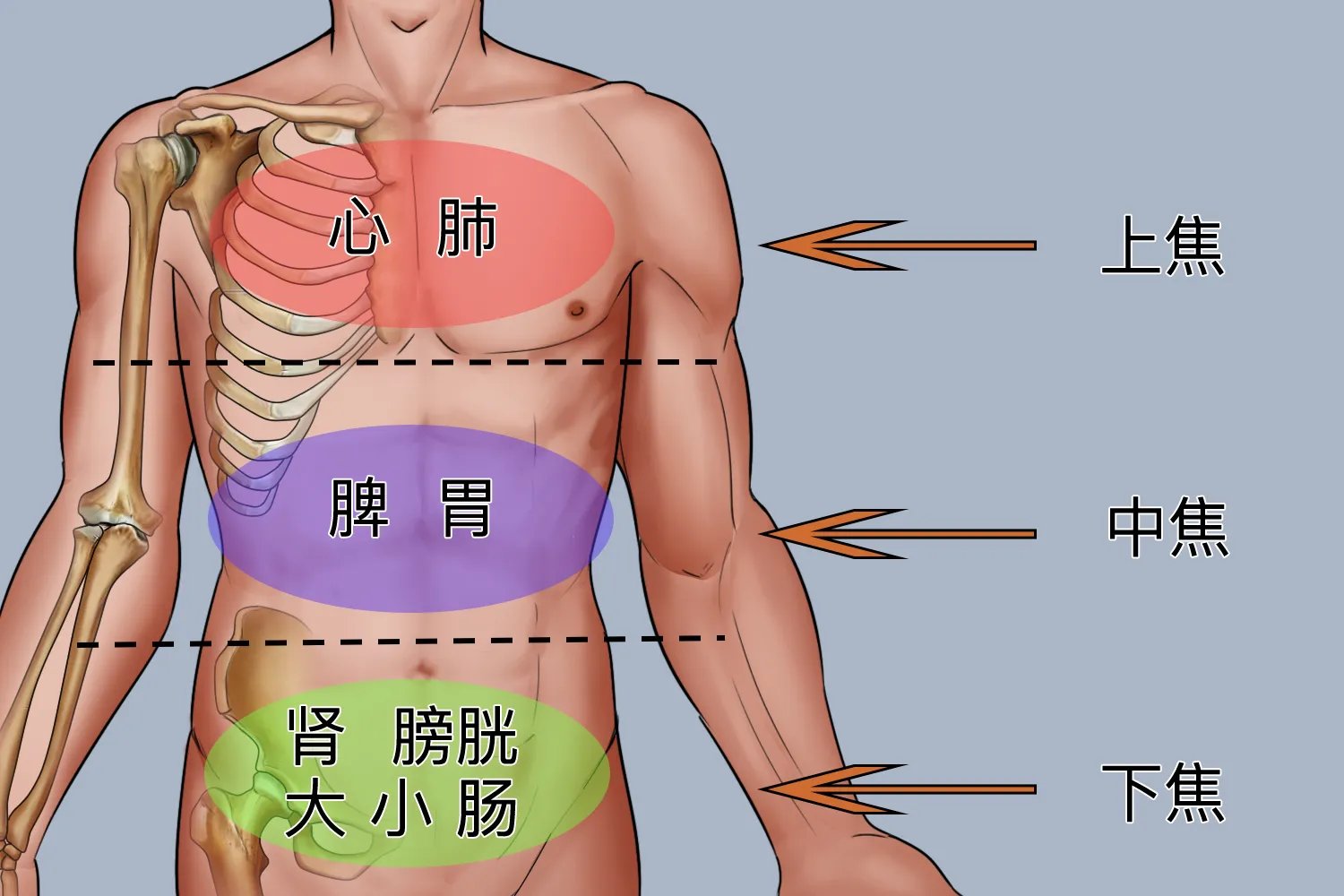三焦指的是哪些部位