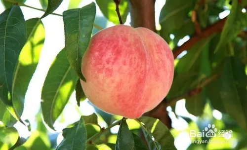 毛桃苗新品种哪个好?