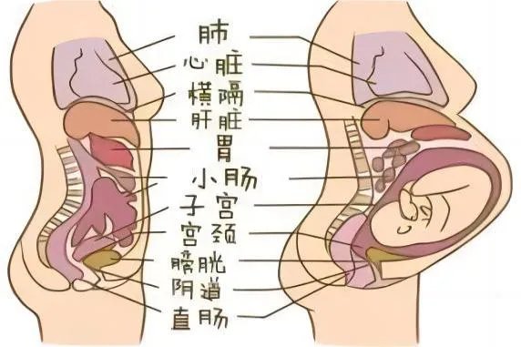 怀孕人体结构示意图