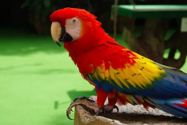 大学生仅售卖两只鹦鹉，为何会在一审中获刑6年？