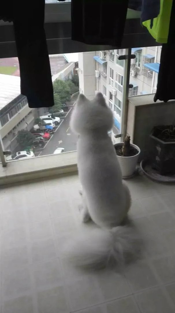 萨摩耶到底有多蠢？