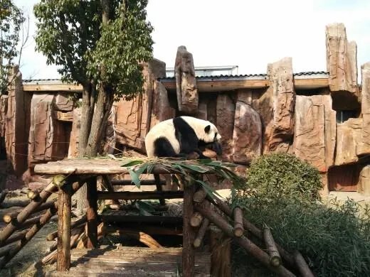 上海野生动物园饲养员遭熊攻击身亡，谁该为此负责？