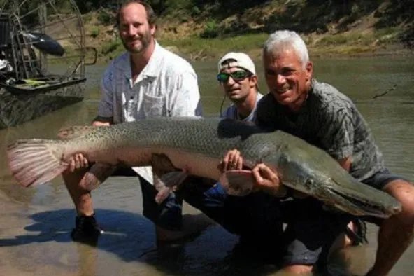 厦门一村民在放生池捞出两条鳄雀鳝,这是种什么样的生物?