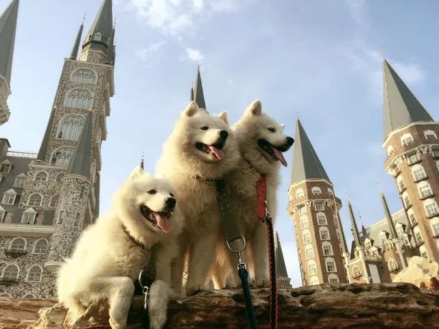 萨摩耶到底有多蠢？