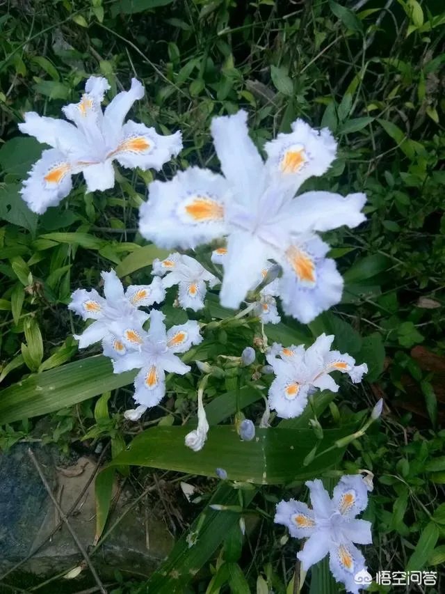 下图这是什么花？