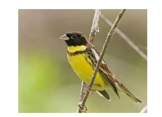 为何说禾花雀升级为极危？