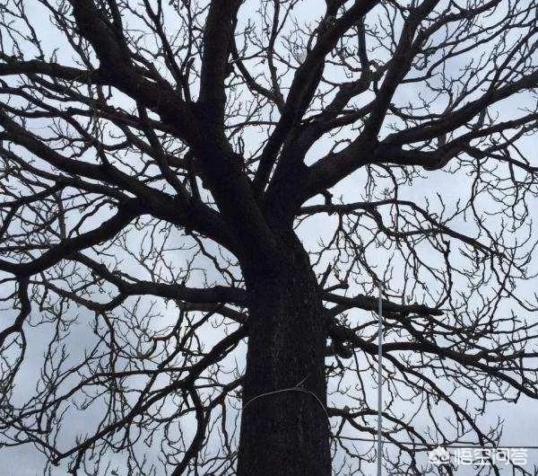 春芽树和香椿的区别