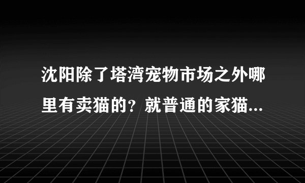 沈阳除了塔湾宠物市场之外哪里有卖猫的？就普通的家猫，想买一只给老人作伴。谢谢~