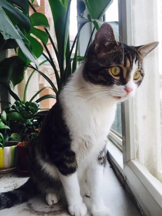 当你的猫或者狗狗去世之后，你还会再养吗？