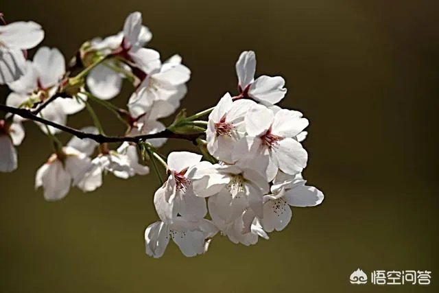 下图这是什么花？