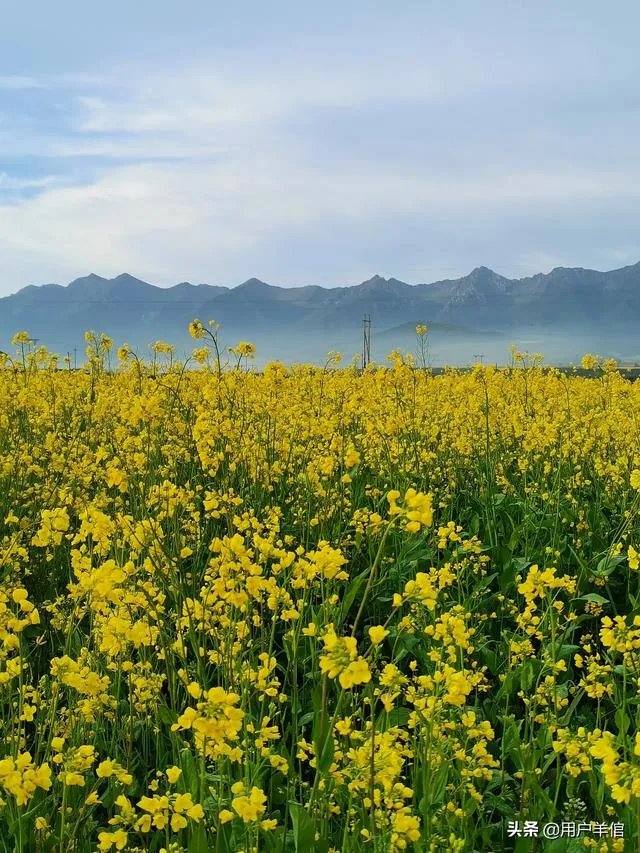 上海奉贤区东端这个镇