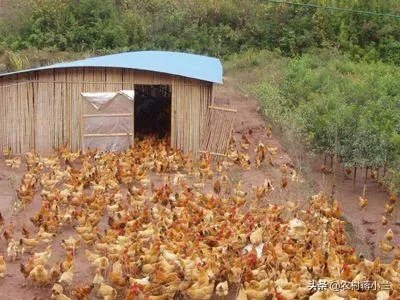 两家土鸡养殖场能挨在一起吗？