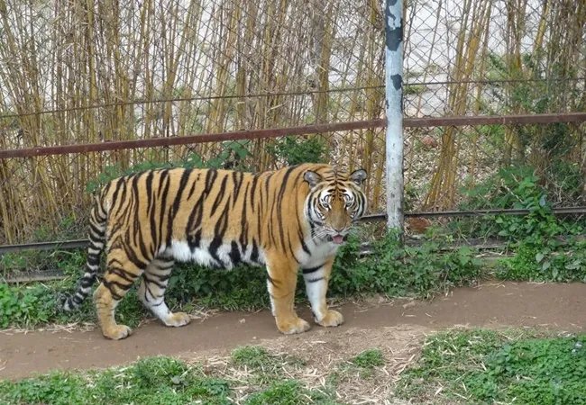 淅川出逃伤人老虎所属马戏团未获批养虎资格，马戏团在此事中有多大的责任？