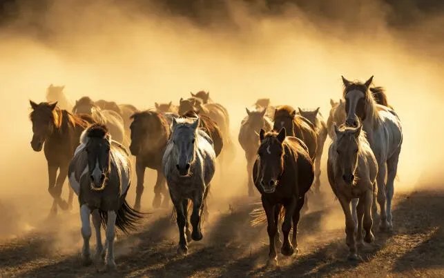 属马2020年运势及运程 属马人2020年全年每月运程