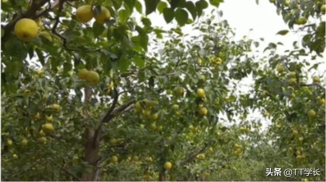 今年为什么水果价格上涨那么大？