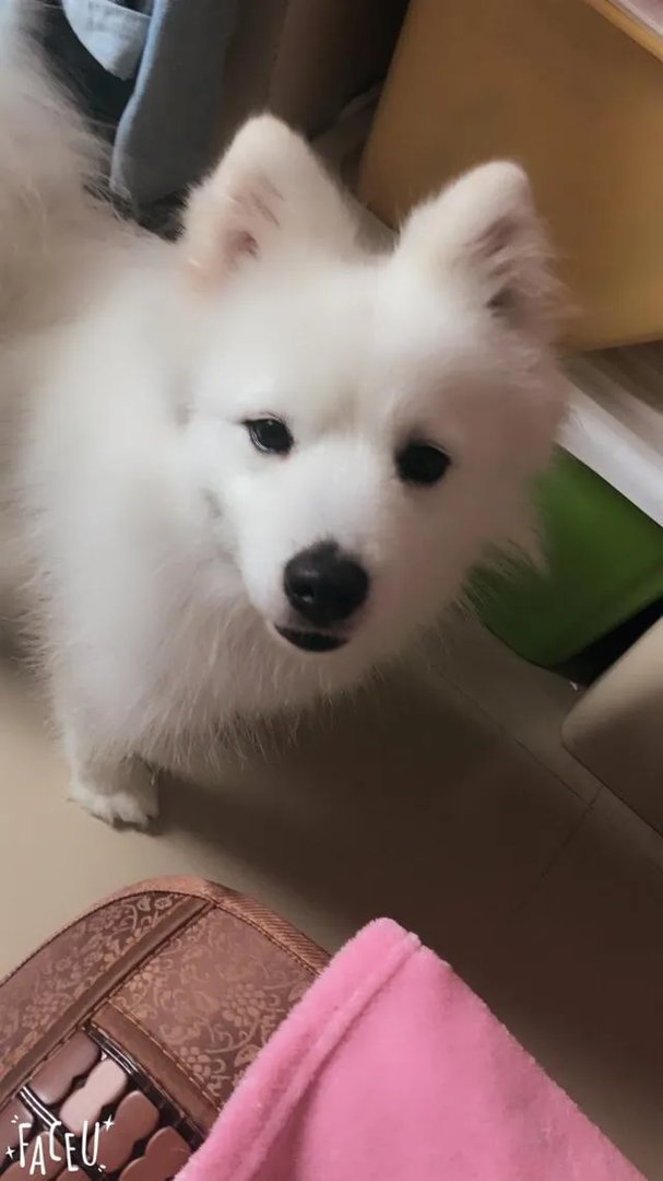 萨摩耶到底有多蠢？