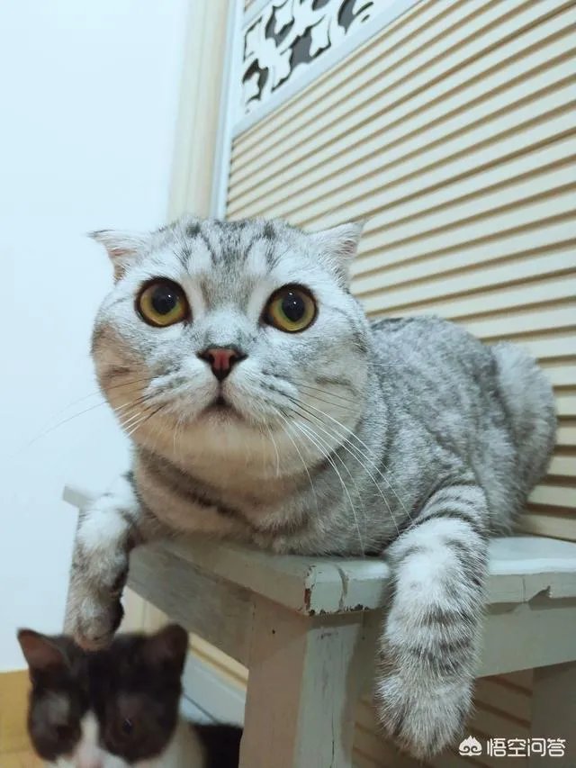 如何看待“给每个员工发一只猫，离职的话要退还猫给公司，可以起到稳定团队的作用”这句话？