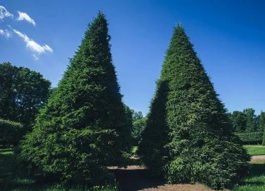 俗语“坟前有一物,子孙不难富”,这一物到底是什么?