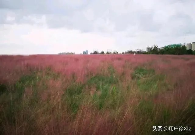 上海奉贤区东端这个镇