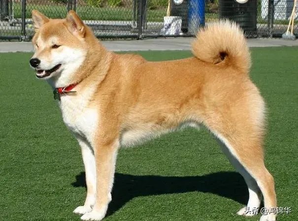 秋田犬适合家养吗？