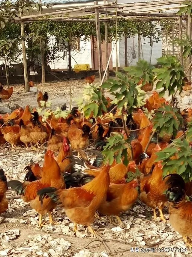 两家土鸡养殖场能挨在一起吗？