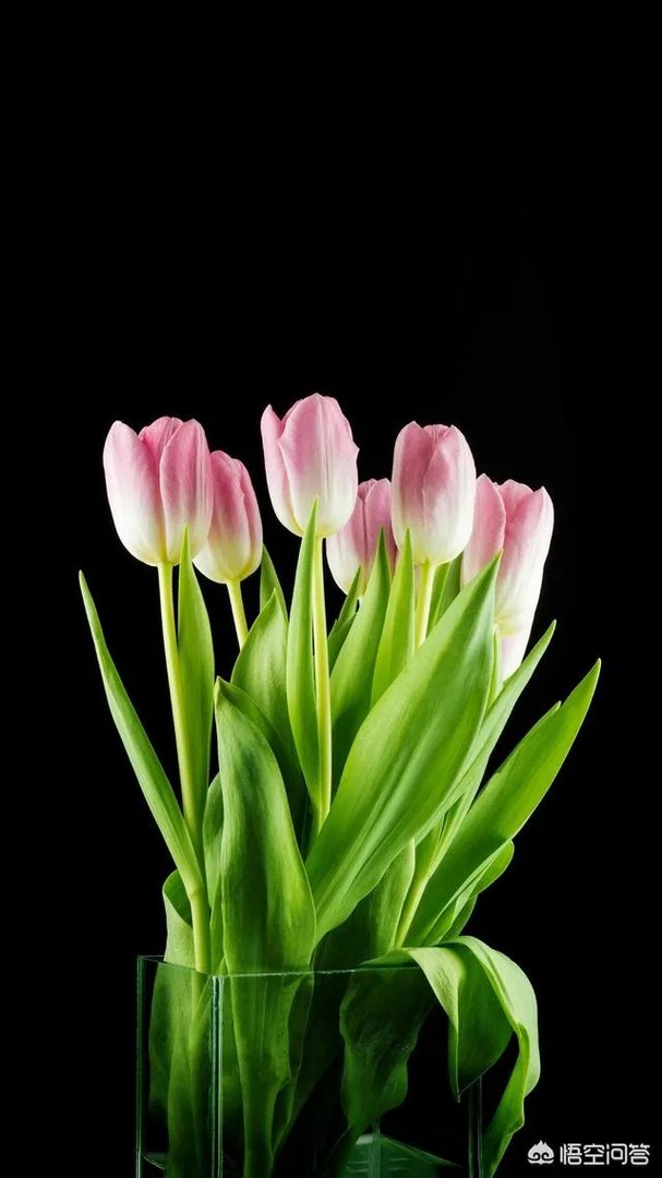 年纪一大把了想做个网红,还有机会吗?该怎么办?