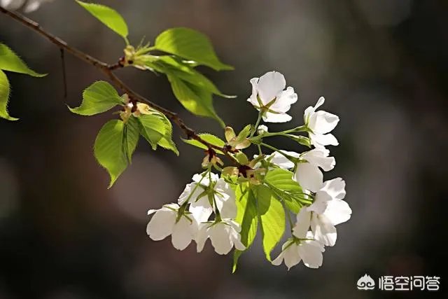 下图这是什么花？