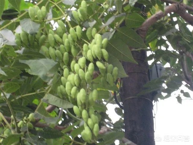 春芽树和香椿的区别