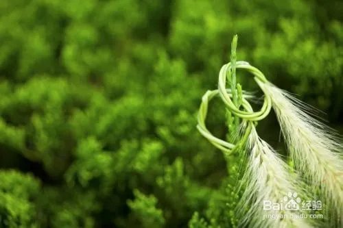 狗尾巴草编戒指教程