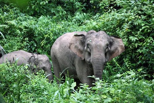 云南20多头野象进村拆家偷食,为何会发生这种事?