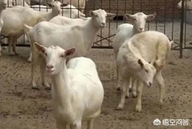 奶山羊怎样提高产量和品质？