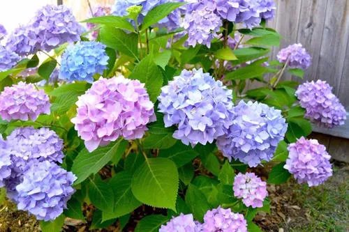 北方四季常青又耐寒的花树有哪些?