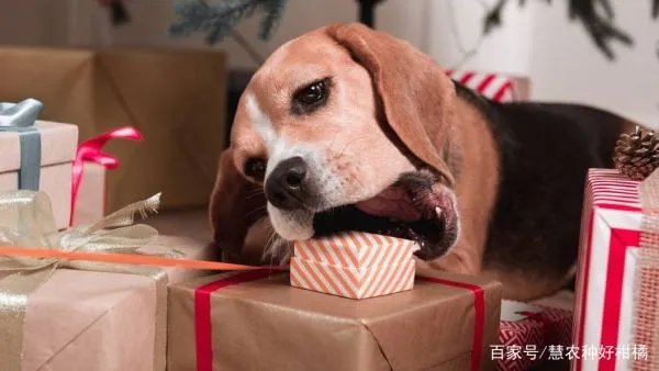 圣诞节跟狗狗一起怎么庆祝度过呢？