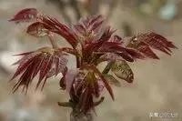 春芽树和香椿的区别