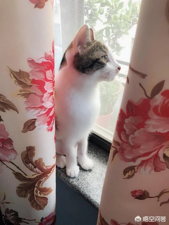 如何看待“给每个员工发一只猫，离职的话要退还猫给公司，可以起到稳定团队的作用”这句话？