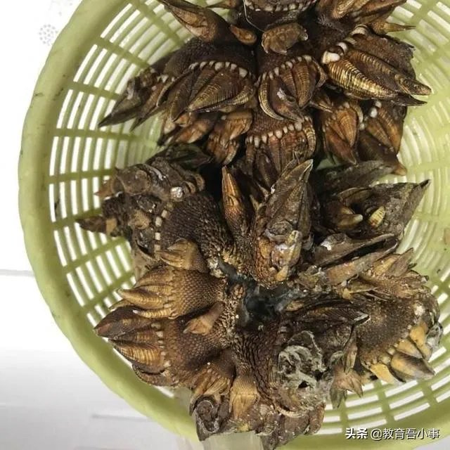 第二波疫情每个人又要感染吗