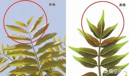春芽树和香椿的区别