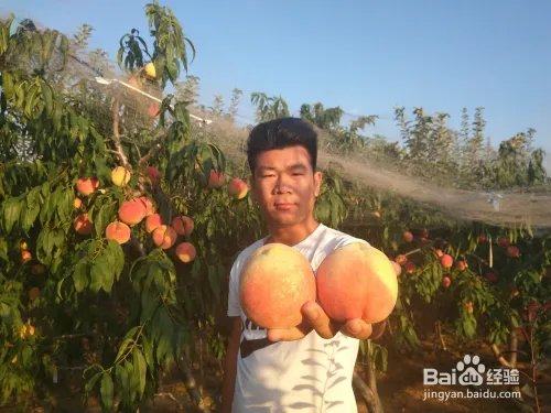 毛桃苗新品种哪个好？