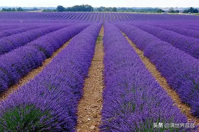 上海奉贤区东端这个镇