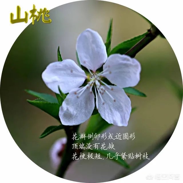 下图这是什么花？