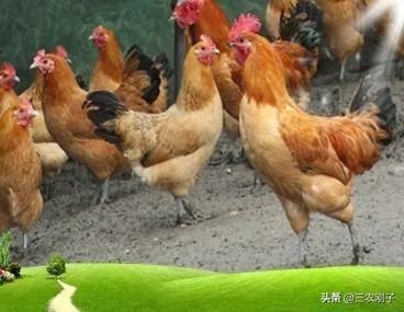 两家土鸡养殖场能挨在一起吗？