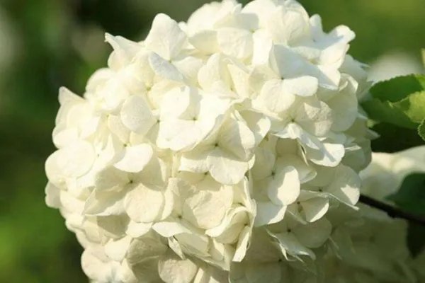 北方四季常青又耐寒的花树有哪些?