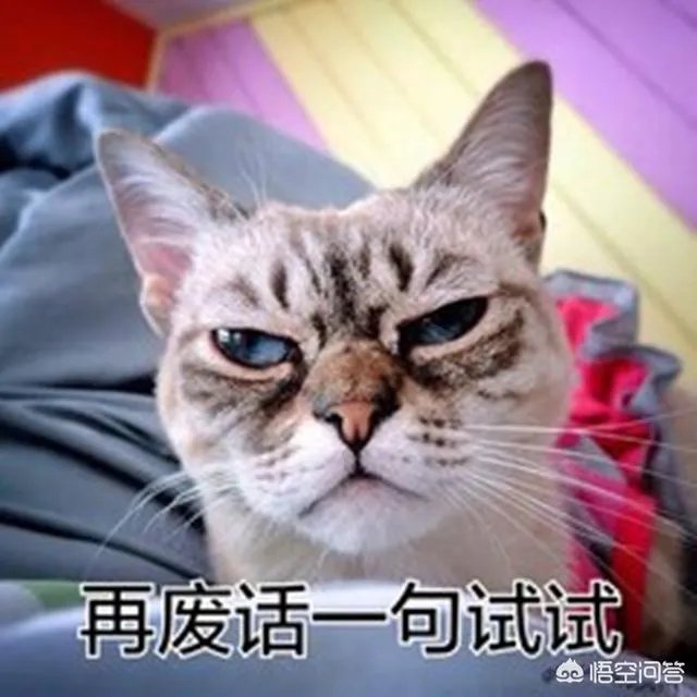 如何看待“给每个员工发一只猫，离职的话要退还猫给公司，可以起到稳定团队的作用”这句话？