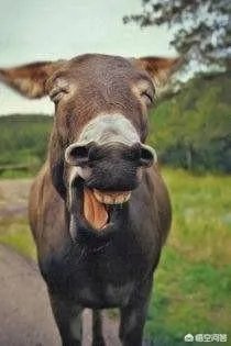 有哪些搞笑的手机壁纸？