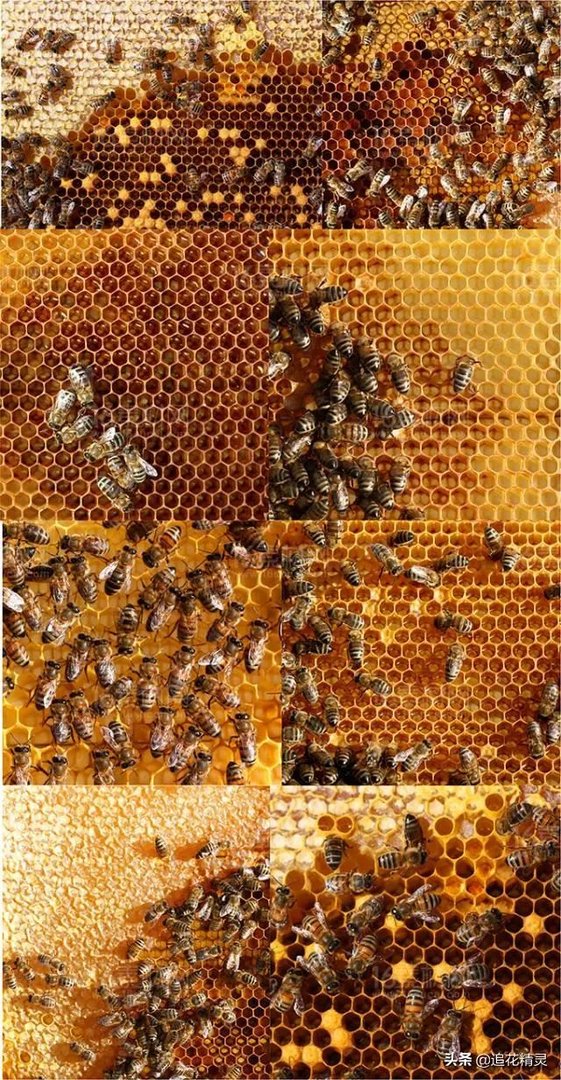 蜜蜂为什么有蜂王还会工蜂产卵？