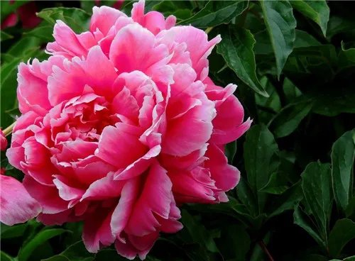 芍药花多少钱一盆 送芍药花代表什么意思