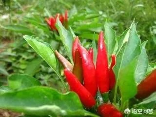 小雪节气适合吃什么？