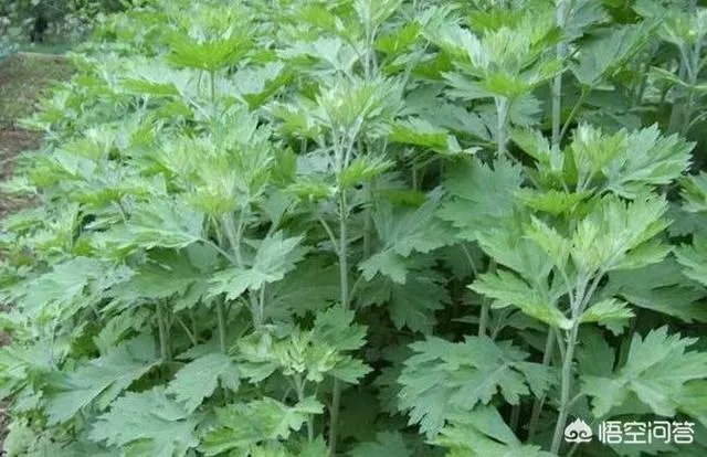 农村田野很多野菜都冒出了头，什么野菜是这个时节比较好采又好吃的？